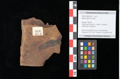 Foto (Objekt + Etikett) von Myrica lignitum Unger (NHMW-GEO-2024-0188-0616)